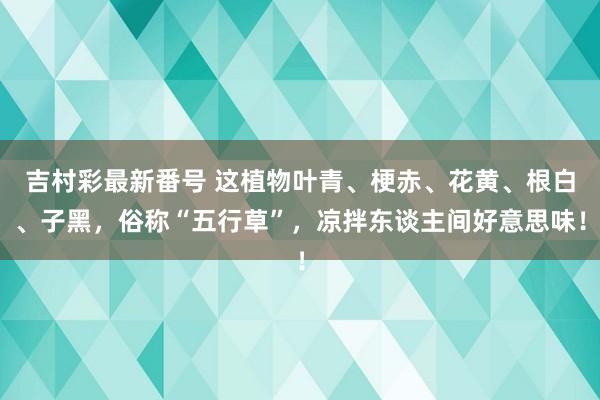 吉村彩最新番号 这植物叶青、梗赤、花黄、根白、子黑，俗称“五行草”，凉拌东谈主间好意思味！