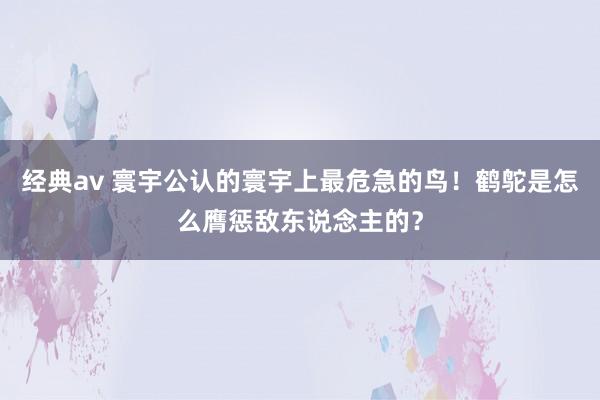 经典av 寰宇公认的寰宇上最危急的鸟！鹤鸵是怎么膺惩敌东说念主的？